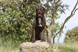 CANE CORSO 027